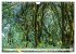 Traumhafte Wälder (Wandkalender 2026... - Bild 10
