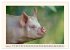 Tierische Schweinereien (Wandkalender... - Bild 14