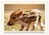 Tierische Schweinereien (Wandkalender... - Bild 4