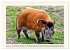 Tierische Schweinereien (Wandkalender... - Bild 8