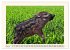 Tierische Schweinereien (Wandkalender... - Bild 9