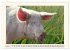Tierische Schweinereien (Wandkalender... - Bild 10
