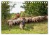 Wanderschäferei ist Teamarbeit... - Bild 12