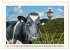 Glückliche Rinder auf saftigen Weiden... - Bild 13