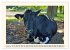 Glückliche Rinder auf saftigen Weiden... - Bild 3