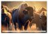 Amerikanischer Bison (Wandkalender 2026... - Bild 11