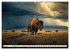 Amerikanischer Bison (Wandkalender 2026... - Bild 12