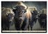 Amerikanischer Bison (Wandkalender 2026... - Bild 4