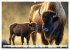 Amerikanischer Bison (Wandkalender 2026... - Bild 5