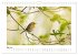 Zauberhafte Rotkehlchen (Wandkalender... - Bild 11