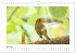 Zauberhafte Rotkehlchen (Wandkalender... - Bild 12