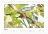 Zauberhafte Rotkehlchen (Wandkalender... - Bild 13
