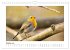 Zauberhafte Rotkehlchen (Wandkalender... - Bild 3