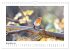 Zauberhafte Rotkehlchen (Wandkalender... - Bild 4