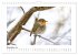 Zauberhafte Rotkehlchen (Wandkalender... - Bild 5
