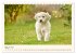 Golden Retriever... Herzenshunde... - Bild 14