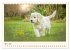 Golden Retriever... Herzenshunde... - Bild 10