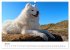 Ein Samojede am Meer (Wandkalender 2026... - Bild 13