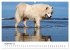 Ein Samojede am Meer (Wandkalender 2026... - Bild 15