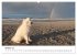 Ein Samojede am Meer (Wandkalender 2026... - Bild 3