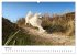 Ein Samojede am Meer (Wandkalender 2026... - Bild 10