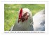 Glückliche Freilandhühner... - Bild 5