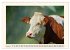 Glückliche Rinder auf saftigen Weiden... - Bild 7