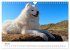 Ein Samojede am Meer (Wandkalender 2026... - Bild 13