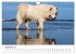 Ein Samojede am Meer (Wandkalender 2026... - Bild 15