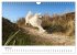 Ein Samojede am Meer (Wandkalender 2026... - Bild 10