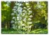 Orchideenzeit auf der Schwäbischen Alb... - Bild 13