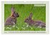 Deutsches Jagdwild - Waidmannsheil... - Bild 12