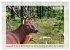 Deutsches Jagdwild - Waidmannsheil... - Bild 5
