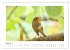 Zauberhafte Rotkehlchen (Wandkalender... - Bild 12