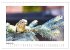 Zauberhafte Rotkehlchen (Wandkalender... - Bild 14