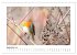 Zauberhafte Rotkehlchen (Wandkalender... - Bild 15