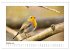 Zauberhafte Rotkehlchen (Wandkalender... - Bild 3