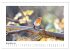 Zauberhafte Rotkehlchen (Wandkalender... - Bild 4
