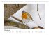 Zauberhafte Rotkehlchen (Wandkalender... - Bild 8