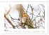 Zauberhafte Rotkehlchen (Wandkalender... - Bild 9