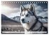 Husky Faszination (Tischkalender 2026... - Bild 13