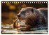 Fischotter - schlaue Jäger... - Bild 14