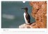 Vogelwelt Helgoland - von... - Bild 14