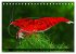 Dwarf Shrimps - Zwerggarnelen... - Bild 12