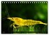 Dwarf Shrimps - Zwerggarnelen... - Bild 13