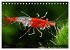Dwarf Shrimps - Zwerggarnelen... - Bild 14