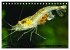 Dwarf Shrimps - Zwerggarnelen... - Bild 15
