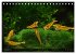 Dwarf Shrimps - Zwerggarnelen... - Bild 5