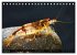 Dwarf Shrimps - Zwerggarnelen... - Bild 7