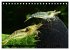 Dwarf Shrimps - Zwerggarnelen... - Bild 10